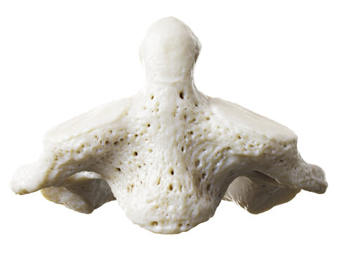 3d rendered illustration of the atlas vertebrae