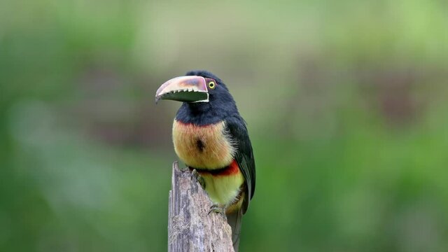 collared aracari (Pteroglossus torquatus), Maquenque Eco Lodge, Costa Rica, Central America