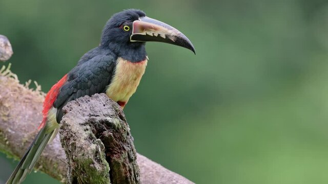 collared aracari (Pteroglossus torquatus), Maquenque Eco Lodge, Costa Rica, Central America
