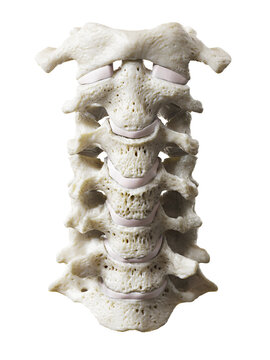3d rendered illustration of the cervical spine