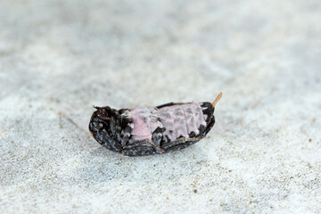 Dermestes murinus from the family Dermestidae a skin beetles.