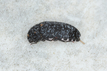 Dermestes murinus from the family Dermestidae a skin beetles.