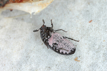 Dermestes murinus from the family Dermestidae a skin beetles.