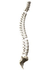 3d rendered illustration of the spine segments