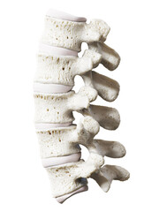 3d rendered illustration of the lumbar spine