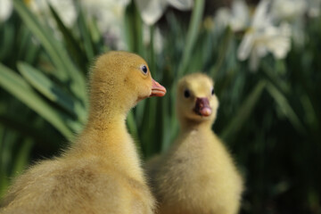 Close up of a pair of small fluffy ducks waddling through the grass