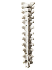3d rendered illustration of the thoracic spine