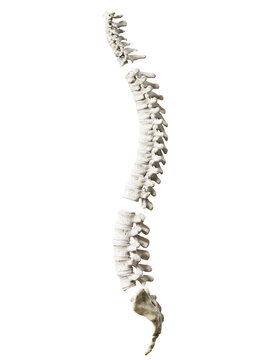 3d rendered illustration of the spine segments