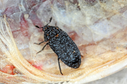 Dermestes murinus from the family Dermestidae a skin beetles.