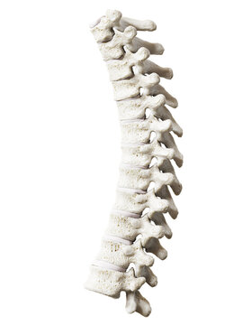 3d rendered illustration of the thoracic spine