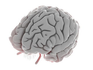 3d rendered illustration of a human brain