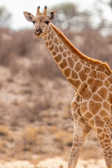 Giraffe in the Kgalagadi