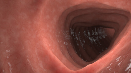 3d rendered illustration of the colon