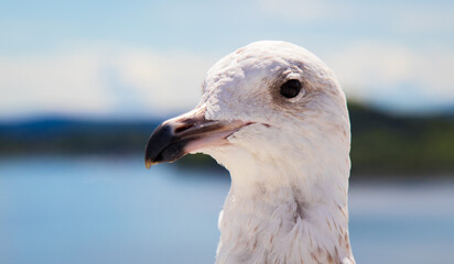 Seagull looking into the camera with the Oslo Fjord in the background. Sunny summer day.