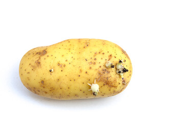 A potato starts sprouting on a white background.