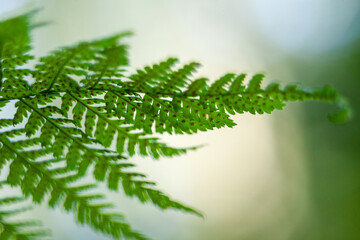 Close up of a green fern leaf in the forest