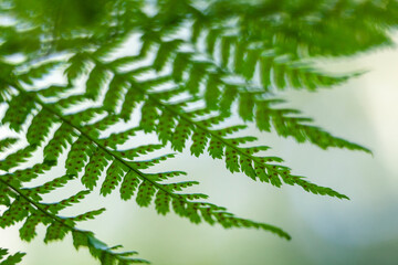 Close up of a green fern leaf in the forest
