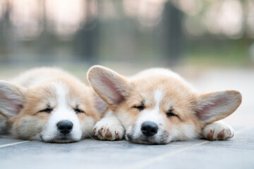 Close up of cute corgi dog puppies lying, relaxing and sleeping in summer day