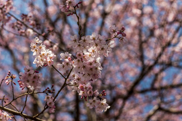 Cherry blossoms, pink sakura flowers on a branch at sunny day in Japan
