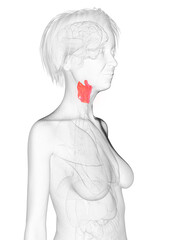 3d rendered medically accurate illustration of an elder females larynx