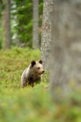 Bear cub in the summer forest at summer, cute glance of the young bear