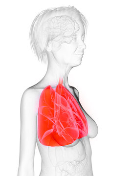 3d rendered medically accurate illustration of an elder females lung