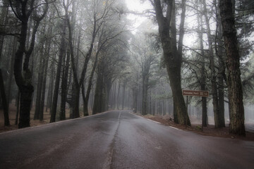 Anaga Rural Park Tenerife, laurel forest in the fog in December