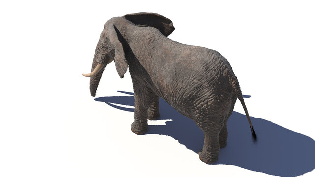 3d rendered illustration of an elephant