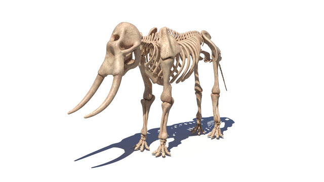 3d rendered illustration of an elephant skeleton