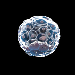 3d rendered illustration of a human blastocyst