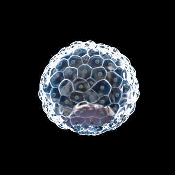 3d rendered illustration of a human blastocyst