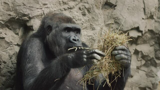 A large gorilla eats dry grass, sits with its back to the rock