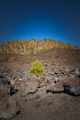 Teide National Park on Tenerife, with lava fields and the Teide volcano in December