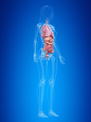 3d rendered illustration of the female organs