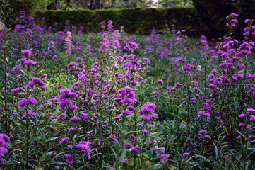 Sunlight shines through a purple aster flowers field