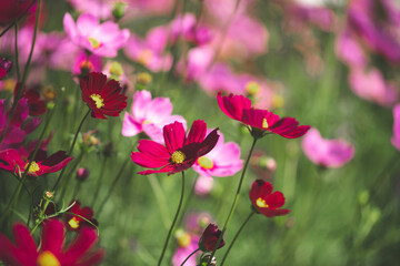 Fototapeta na wymiar Pink cosmos flower blooming cosmos flower field, beautiful vivid natural summer garden outdoor park image.