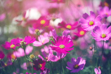Pink cosmos flower blooming cosmos flower field, beautiful vivid natural summer garden outdoor park image.
