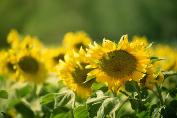 Bright yellow sunflowers field under a bright sunlight and beautiful sky