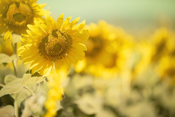 Fototapeta premium Bright yellow sunflowers field under a bright sunlight and beautiful sky