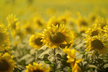 Bright yellow sunflowers field under a bright sunlight and beautiful sky