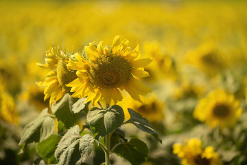 Bright yellow sunflowers field under a bright sunlight and beautiful sky