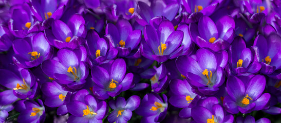 krokusy, fioletowe wiosenne kwiaty