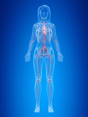 3d rendered illustration of the female vascular system