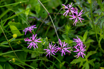 Caryophyllaceae flower growing in meadow, close up 