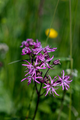 Caryophyllaceae flower in meadow, close up shoot