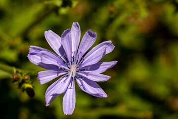 Fototapeta premium Cichorium intybus flower in meadow