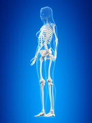 3d rendered illustration of the female skeleton