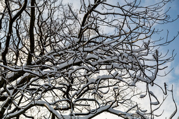 Branches with snow and blue sky in backgrond