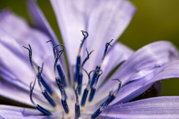 Cichorium intybus flower growing in meadow, close up shoot