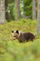Brown bear cub at summer forest